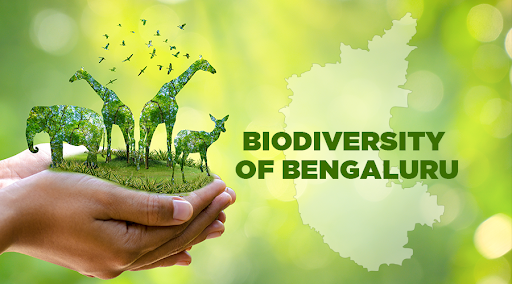 Bengaluru’s Biodiversity Odyssey